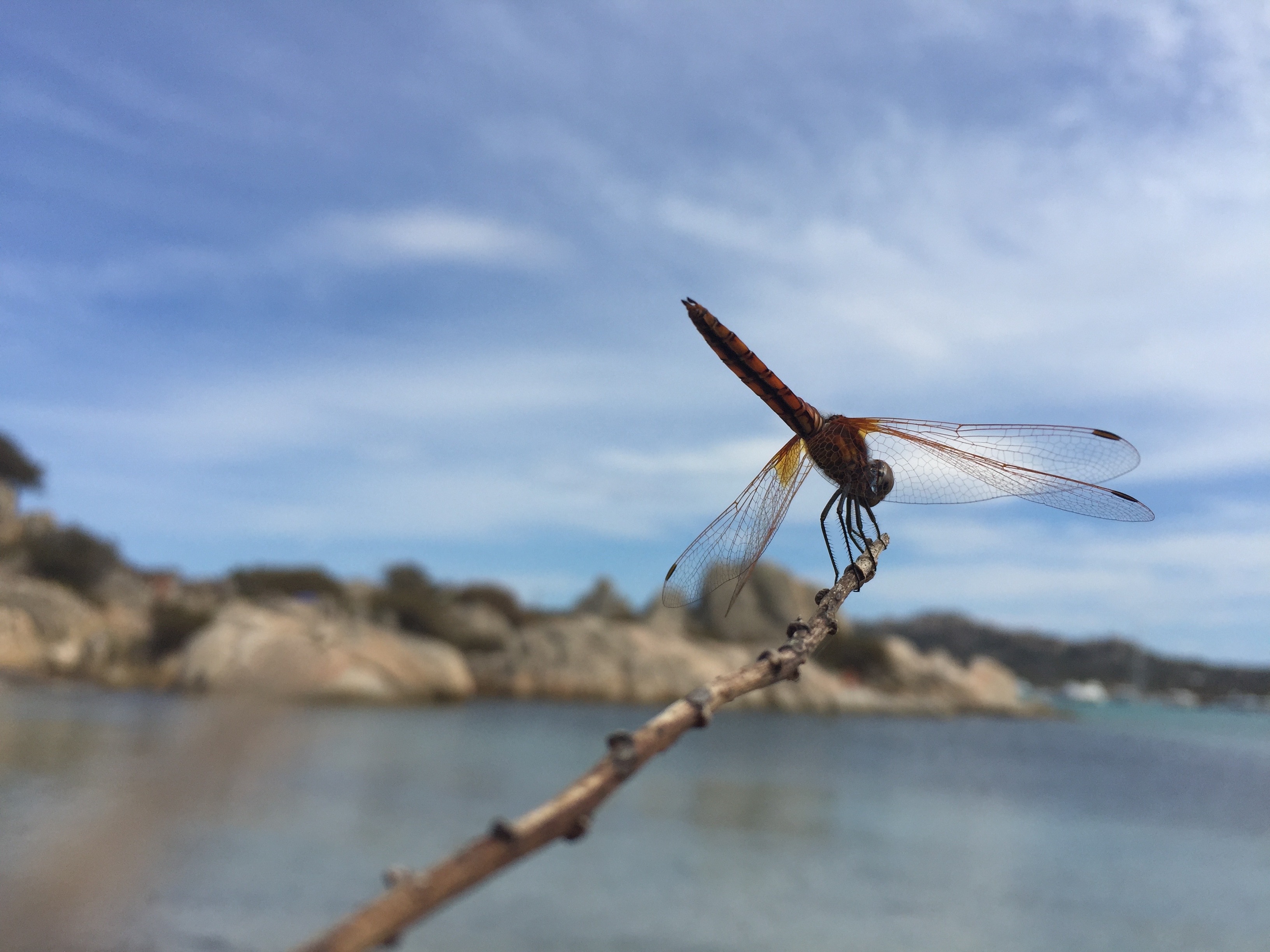 libellula_isola_giardinelli