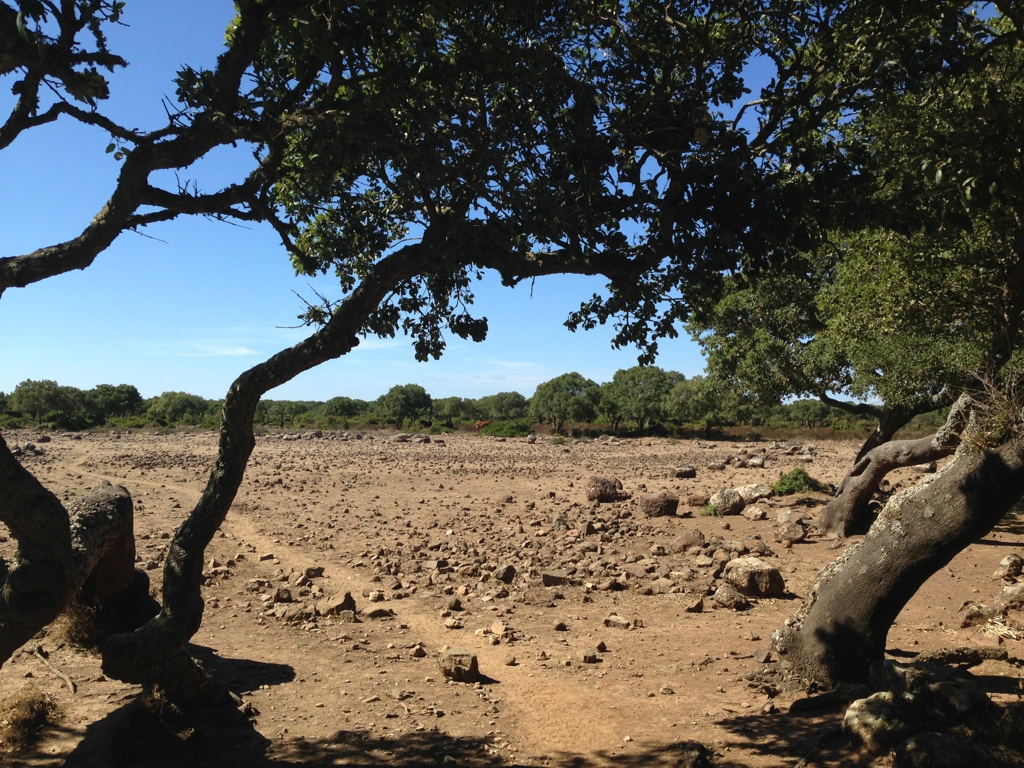 giara-gesturi-alberi