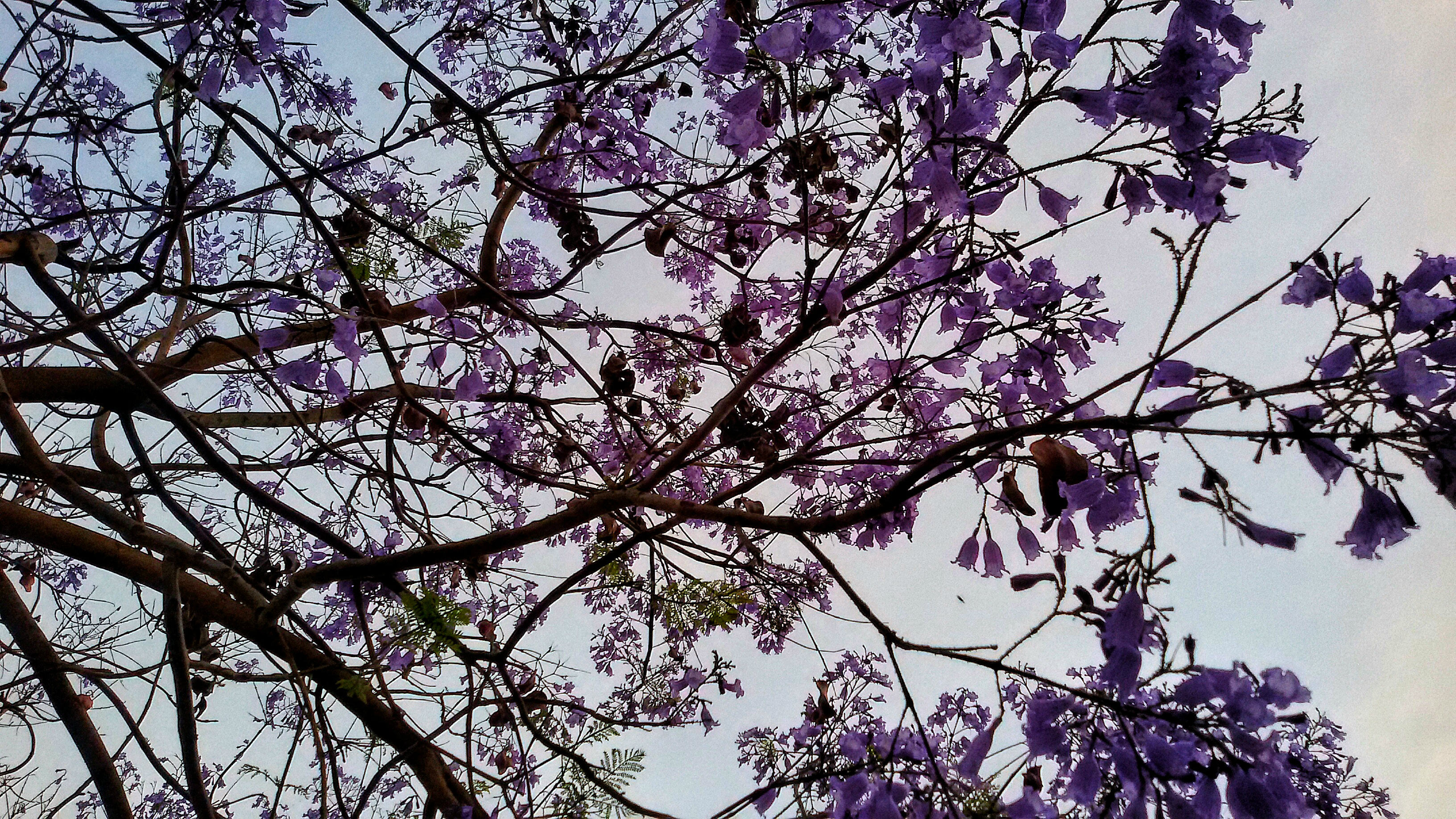 Jacaranda - particolare 2