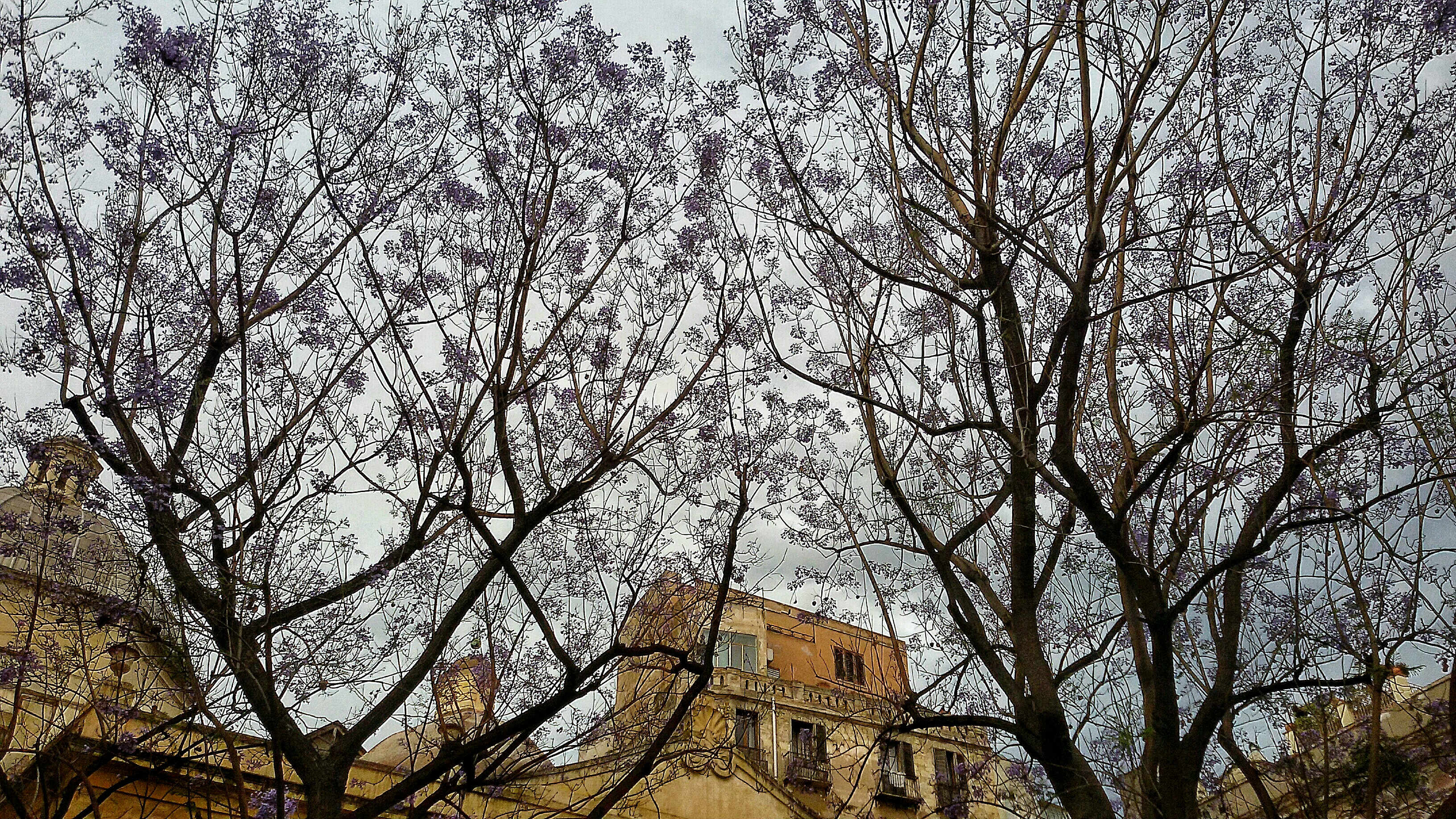 Jacaranda - piazza San Sepolcro 1