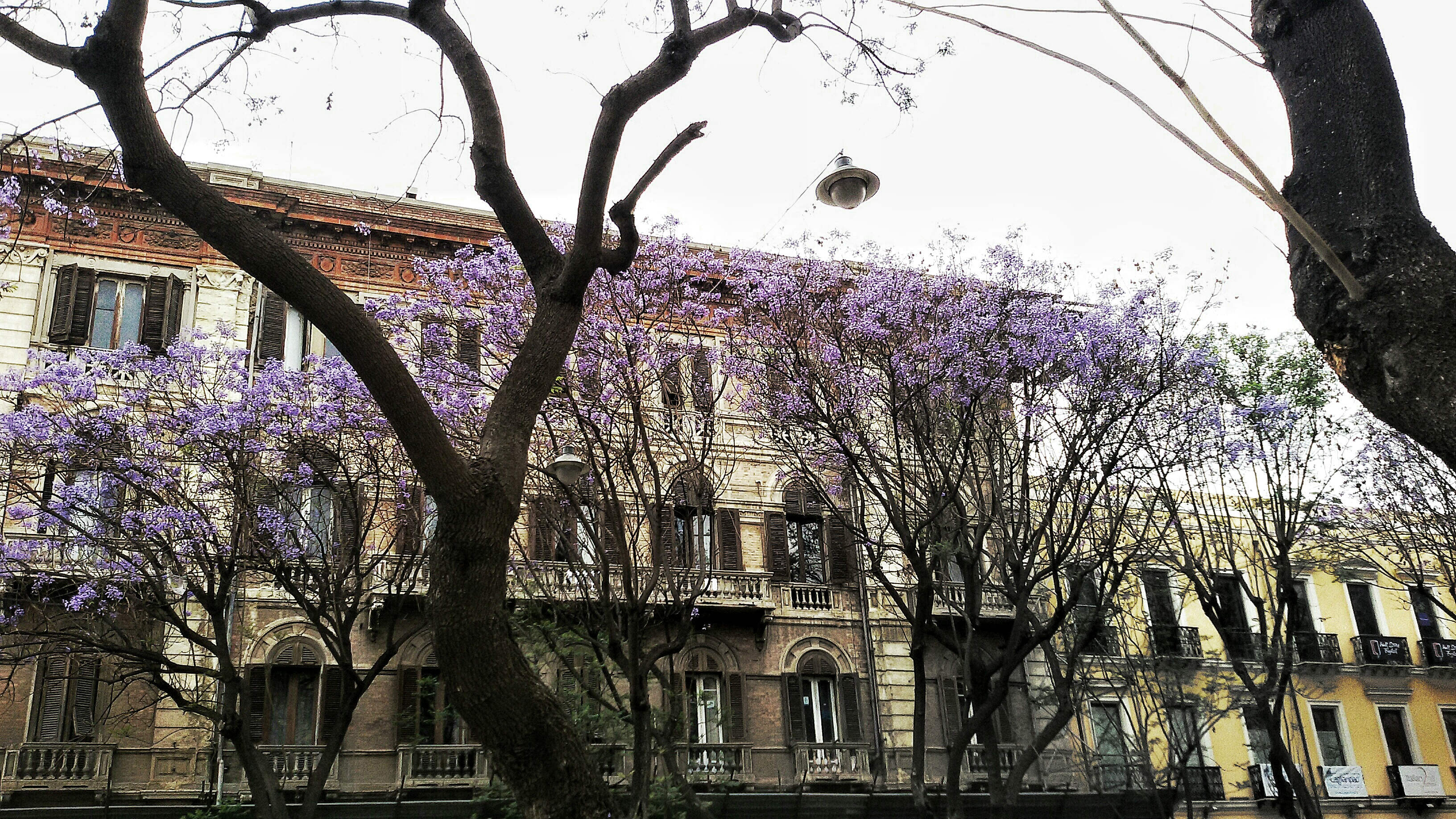 jacaranda largo carlo felice