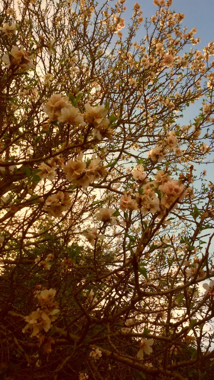 giardini-pubblici-cagliari-1